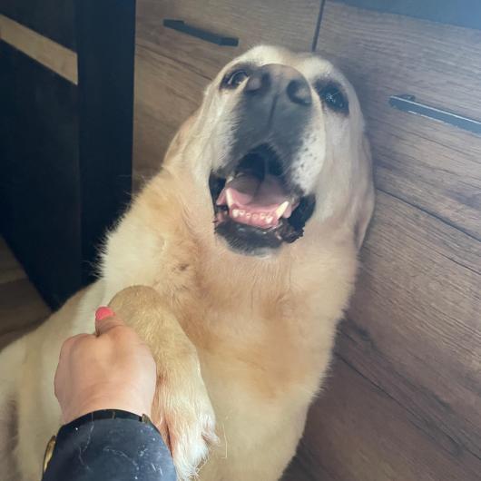 Ben_w_adopcji