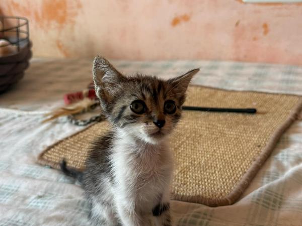 Koty_alby-4