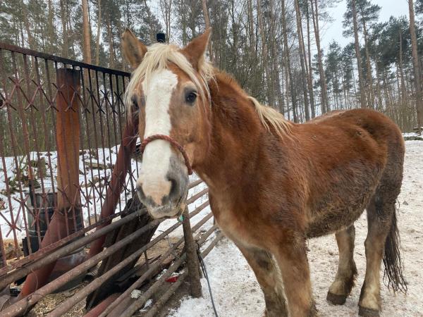 gamon (10)