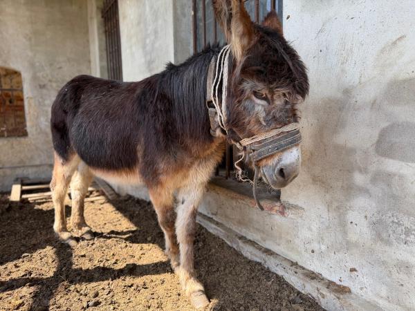 Franek-7
