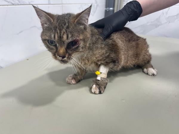 Luna-5