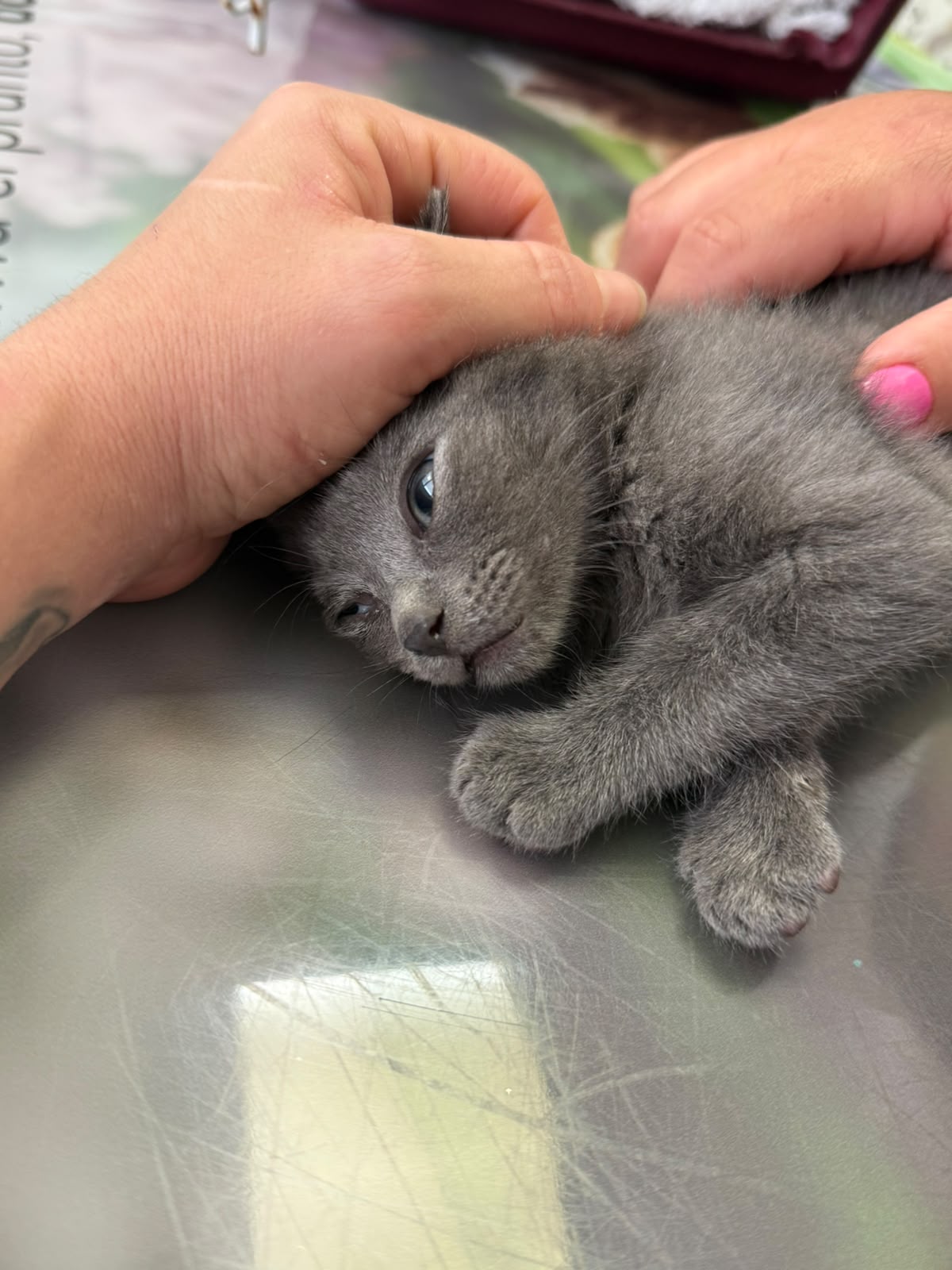 Tom_i_Jerry-11.jpeg