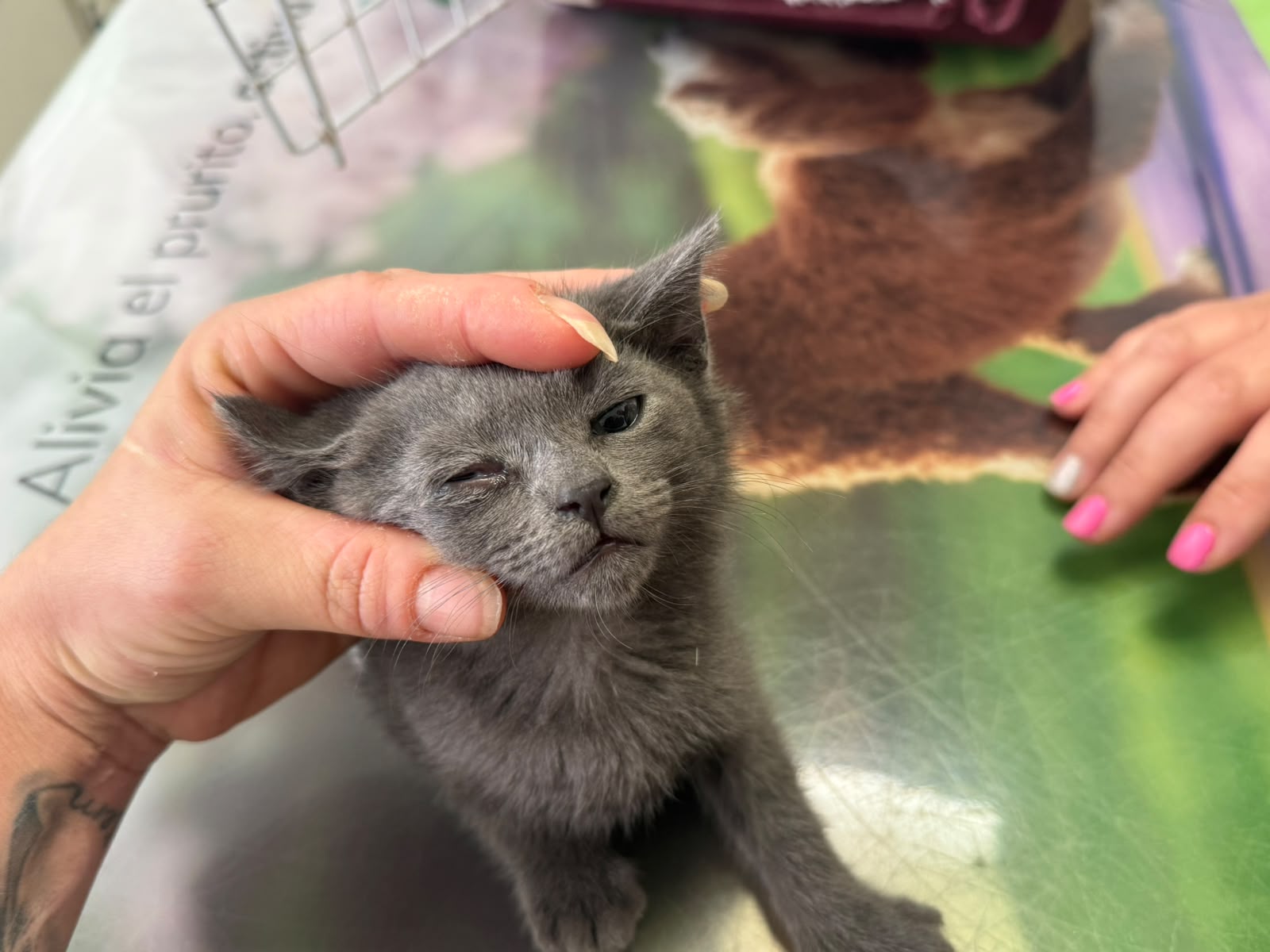 Tom_i_Jerry-6.jpeg