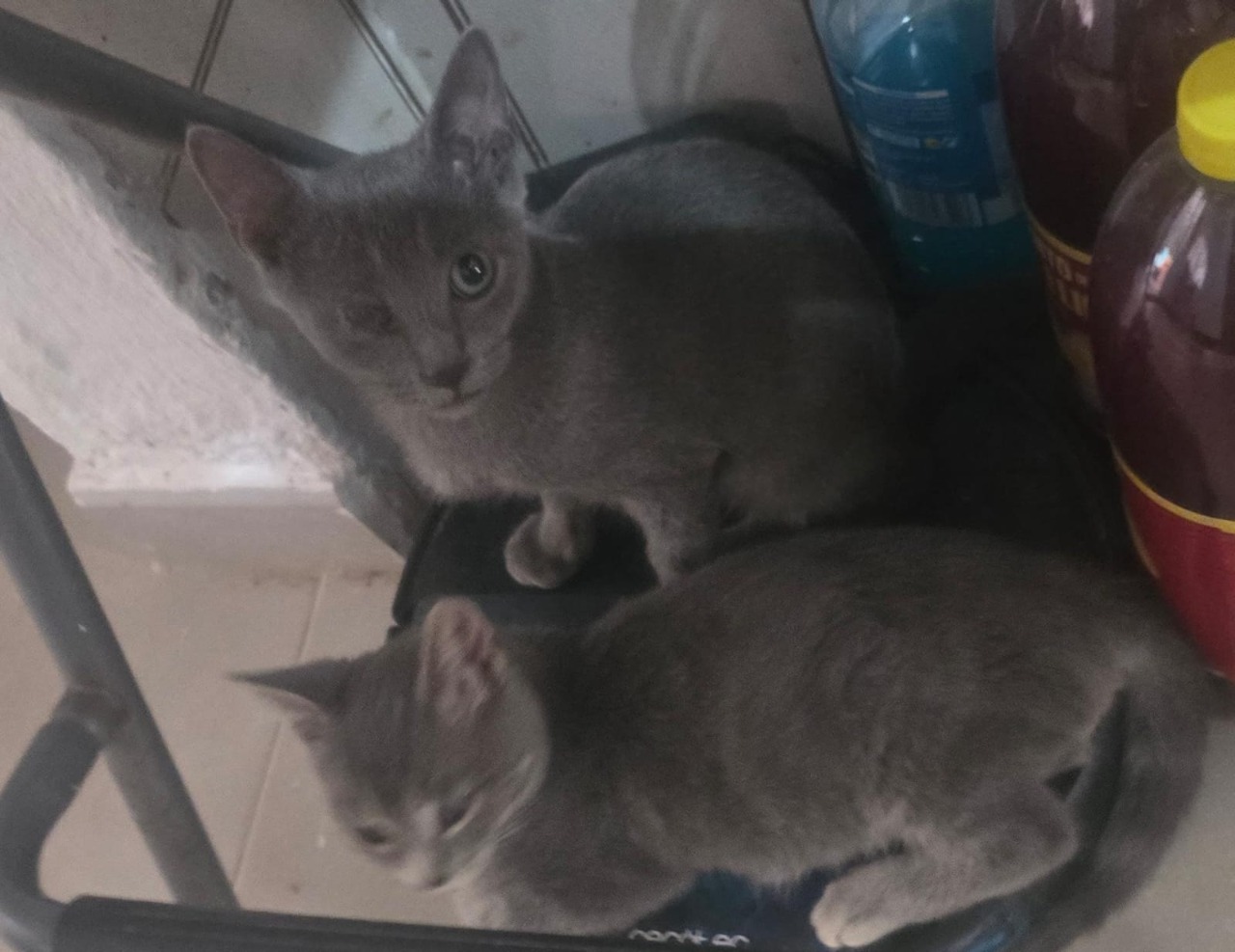 Tom_i_Jerry-pomoglismy-2.jpeg