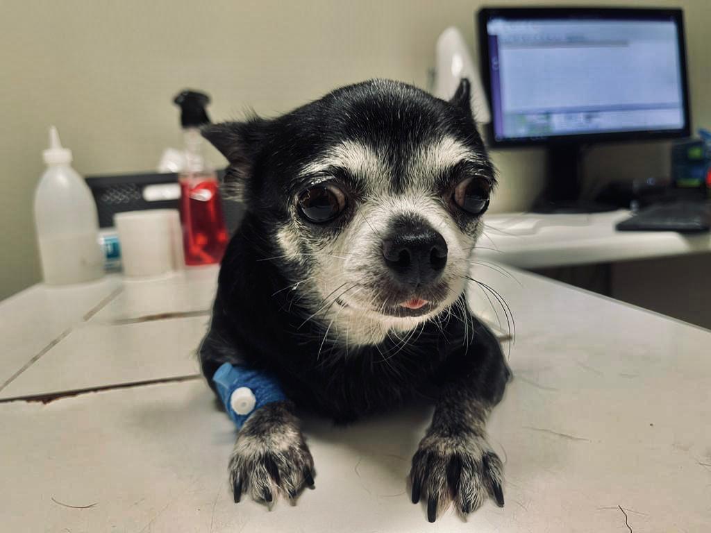 Miki (5).jpeg