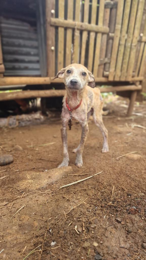 Pumba (15).jpeg