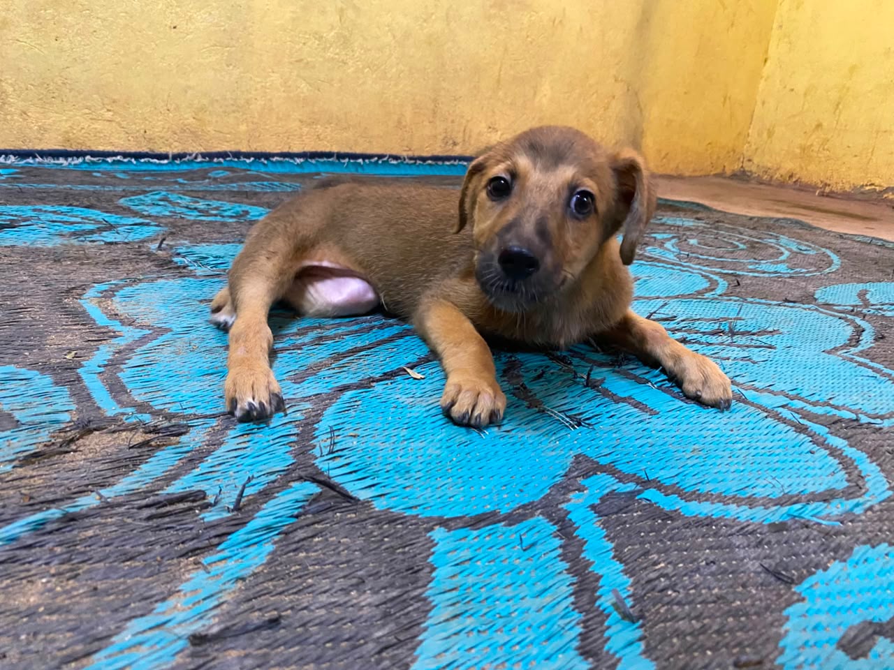 Roki (4).jpeg