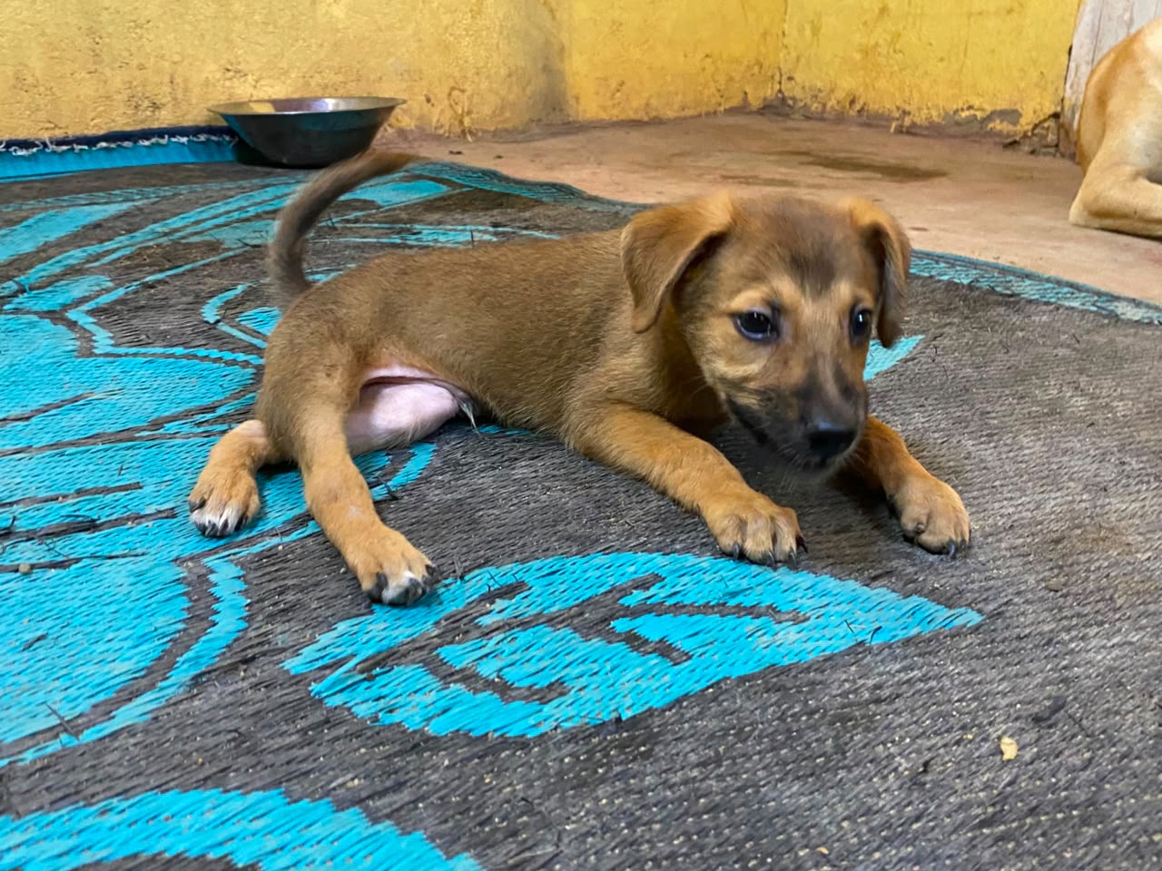 Roki (5).jpeg