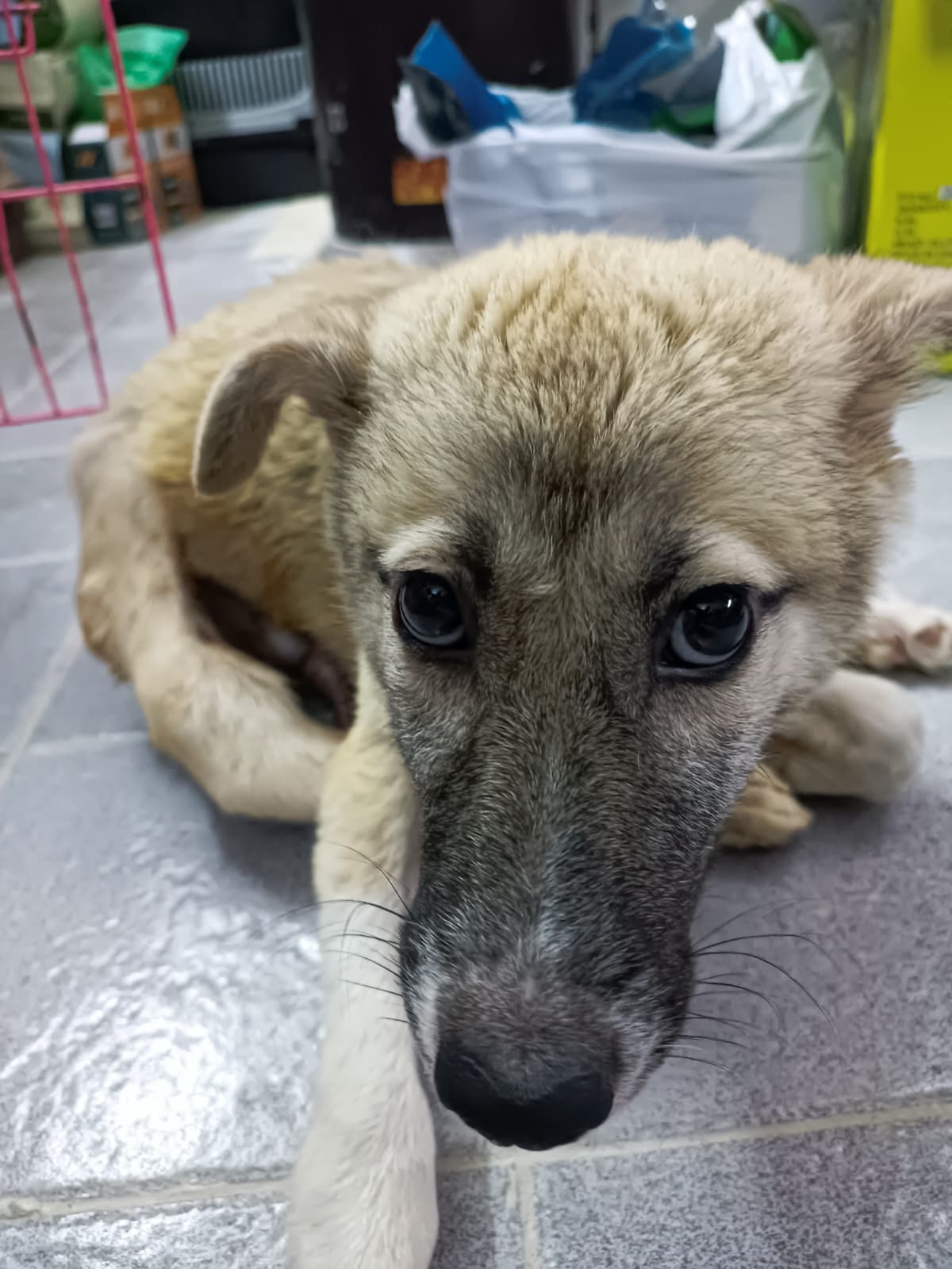 Rico (5).jpeg