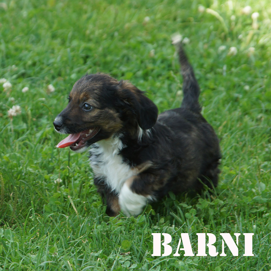 Barni