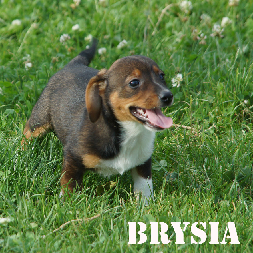 Brysia