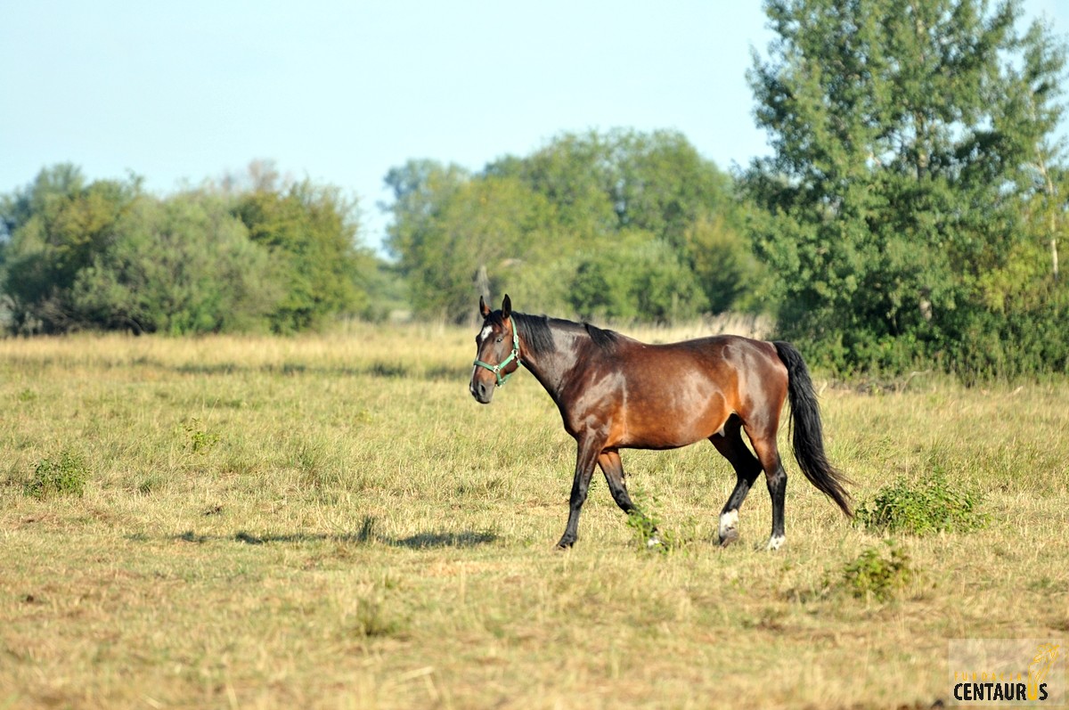 Bolek