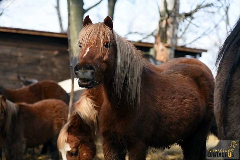 Calineczka