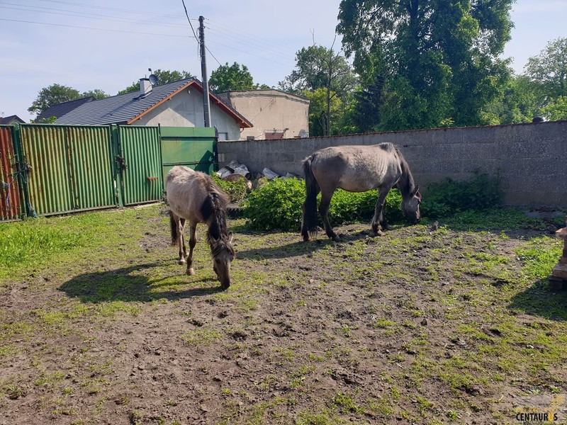 Calineczka