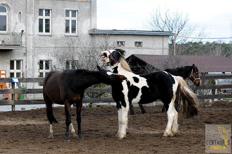 Czarnoksiężnik