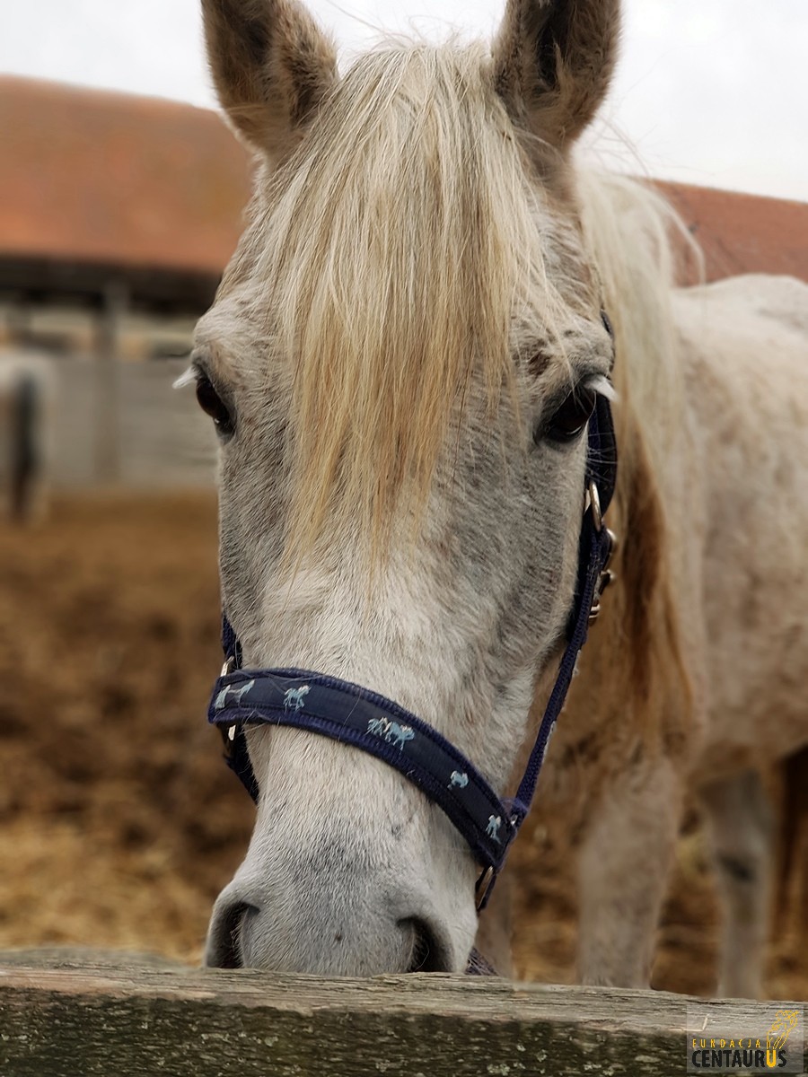 Merlin