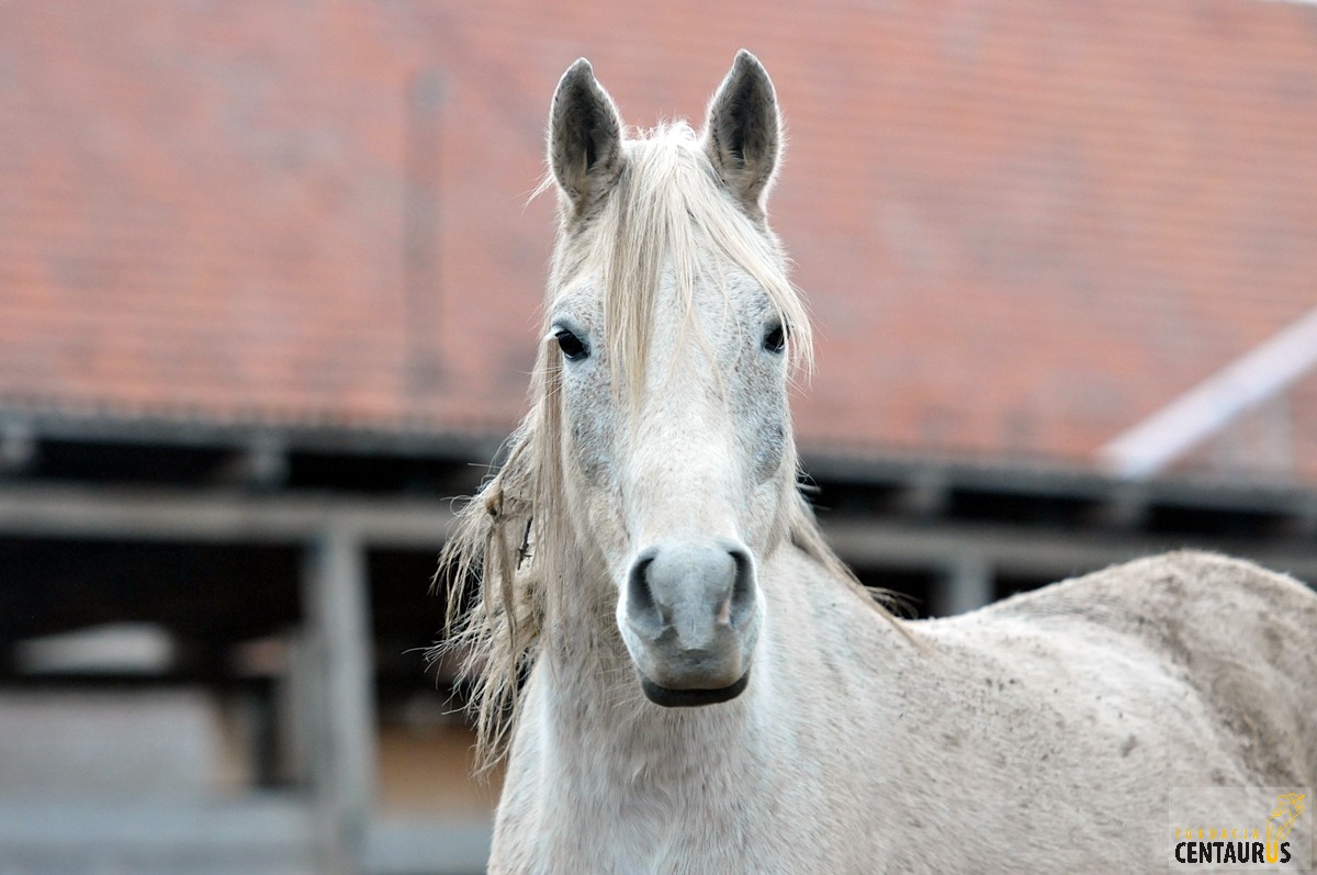 Merlin