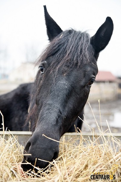 Oskar