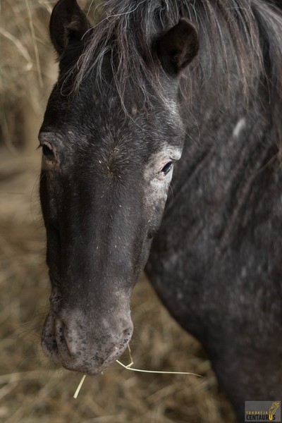 Saszka