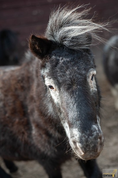 Saszka