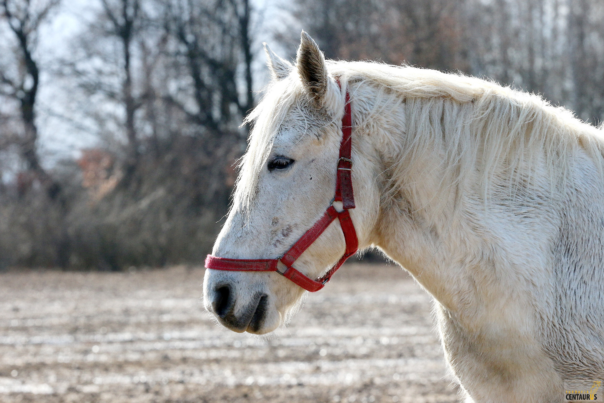 Śnieżka