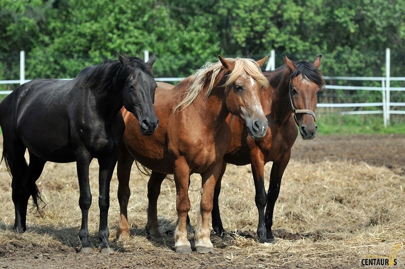 Śnieżynka