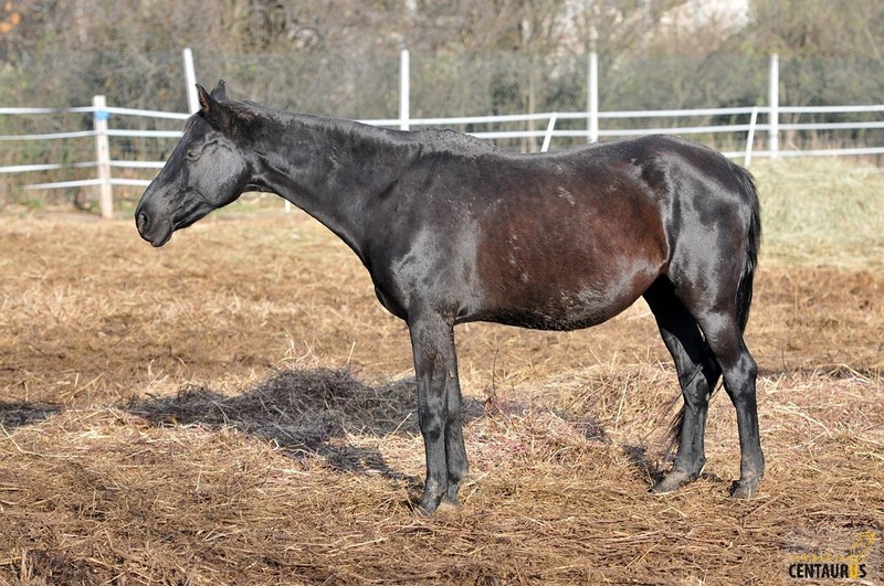 Śnieżynka