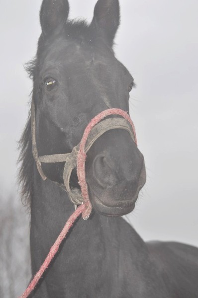 Śnieżynka