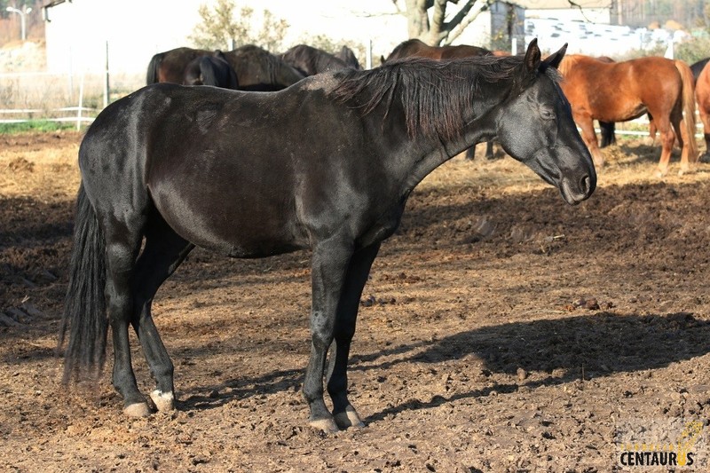 Śnieżynka