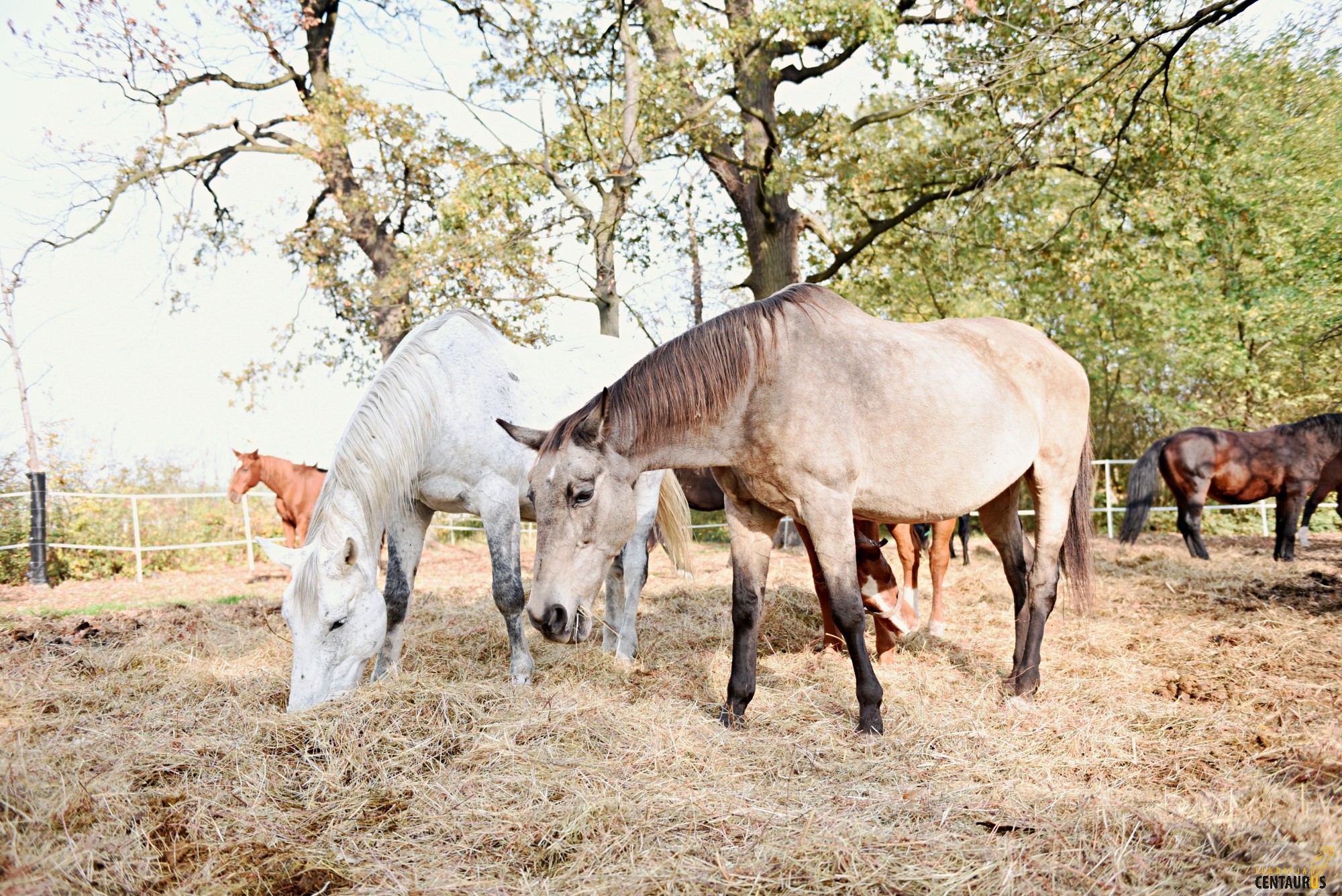 Złota