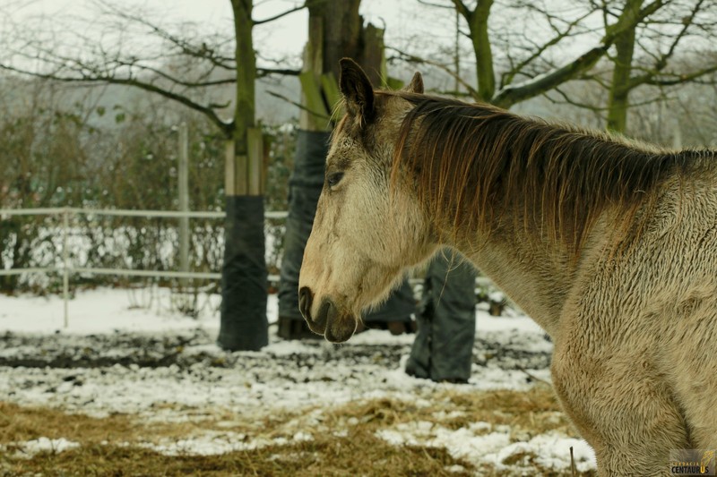 Złota