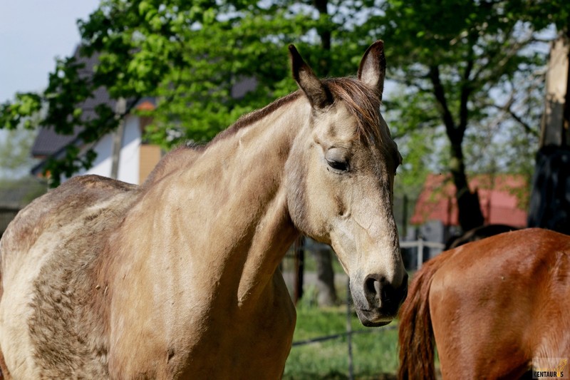 Złota