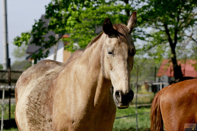 Złota