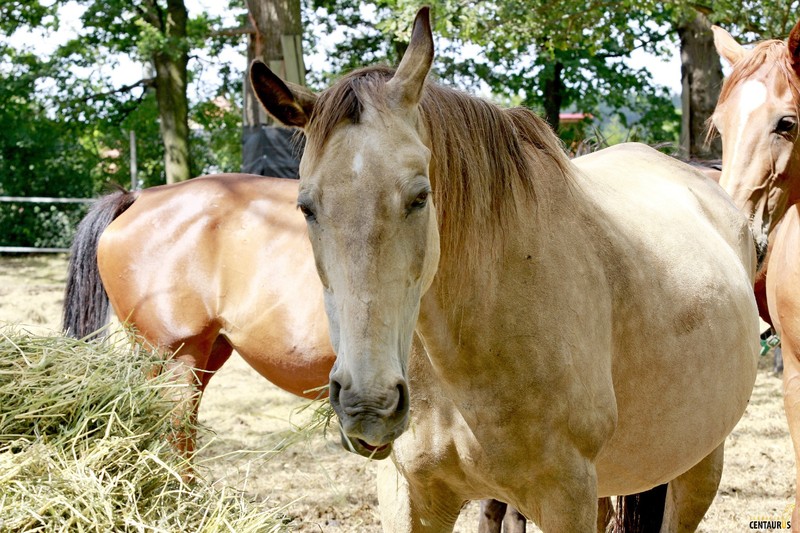 Złota