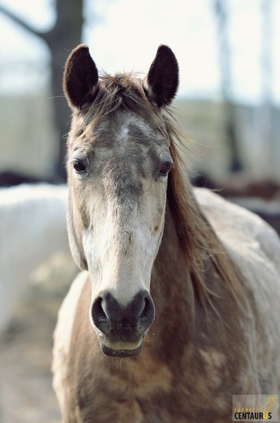 Złota