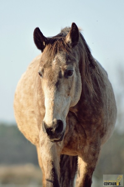 Złota