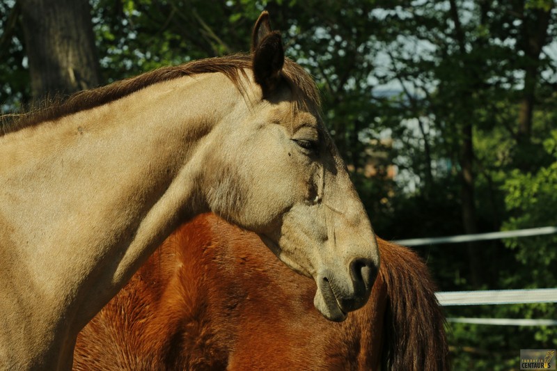 Złota