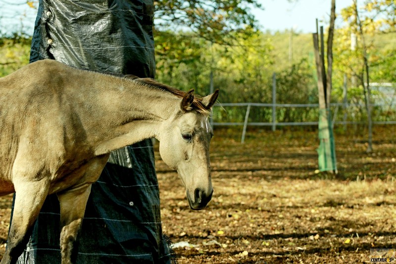 Złota