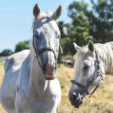 2019 — Rozpoczynamy procedury i działania związane z adopcją w Niemczech i Czechach