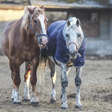 2020 — Fundacja staje się właścicielem 140 hektarów w Wojcieszowie — nowego ośrodka rehabilitacyjnego dla około 200 koni