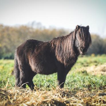 2021 — Rozpoczynamy działalność w Szwecji i Stanach Zjednoczonych — adopcje i projekty