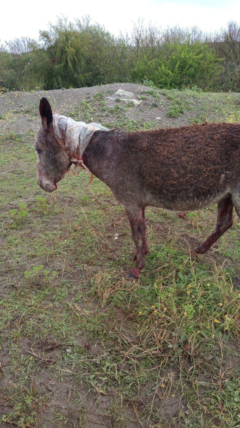 babi-2