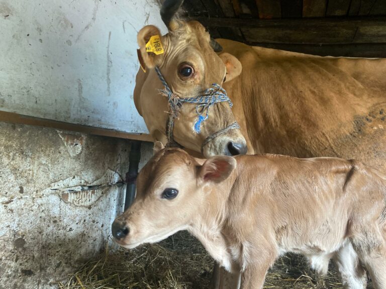 mamma-4