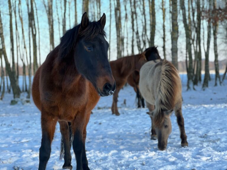 zima-2026-01-derki-10