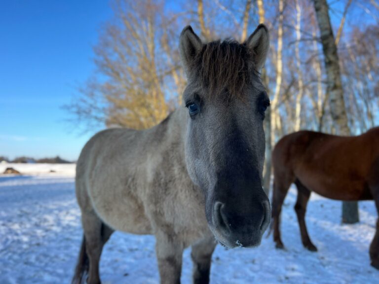 zima-2026-01-derki-2