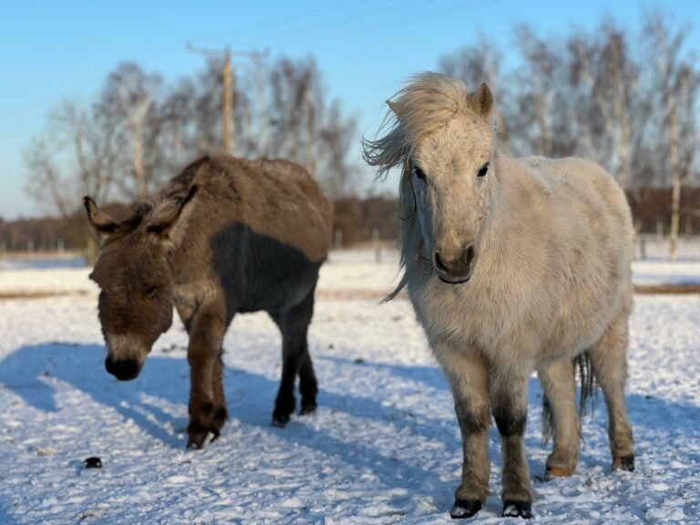 zima-2026-01-derki-6