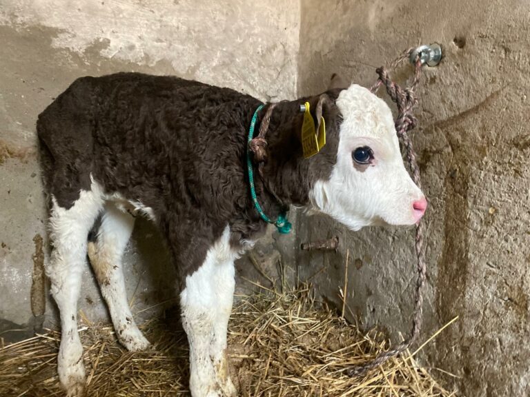 whatsapp-image-2026-01-19-at-21-01-05-4