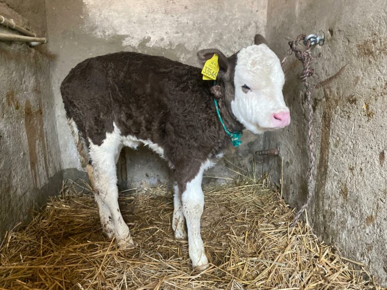 whatsapp-image-2026-01-19-at-21-01-06-4