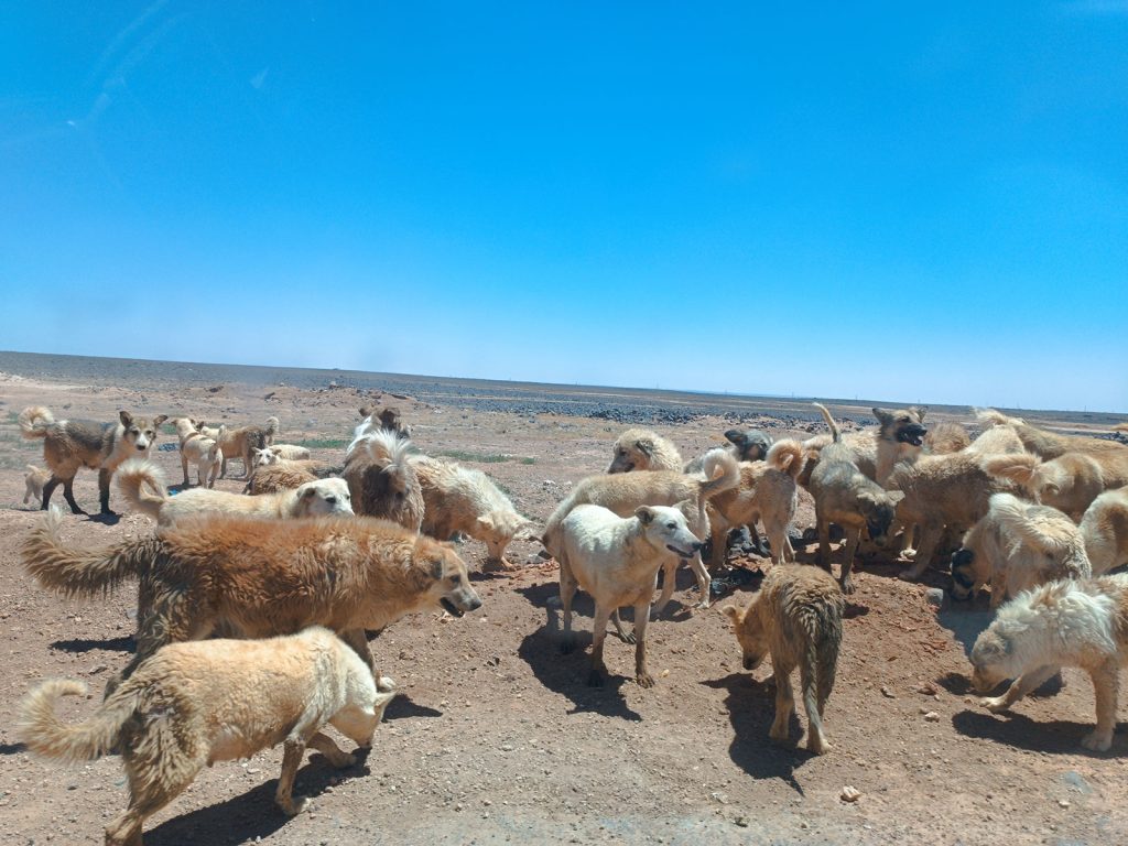 Jordania