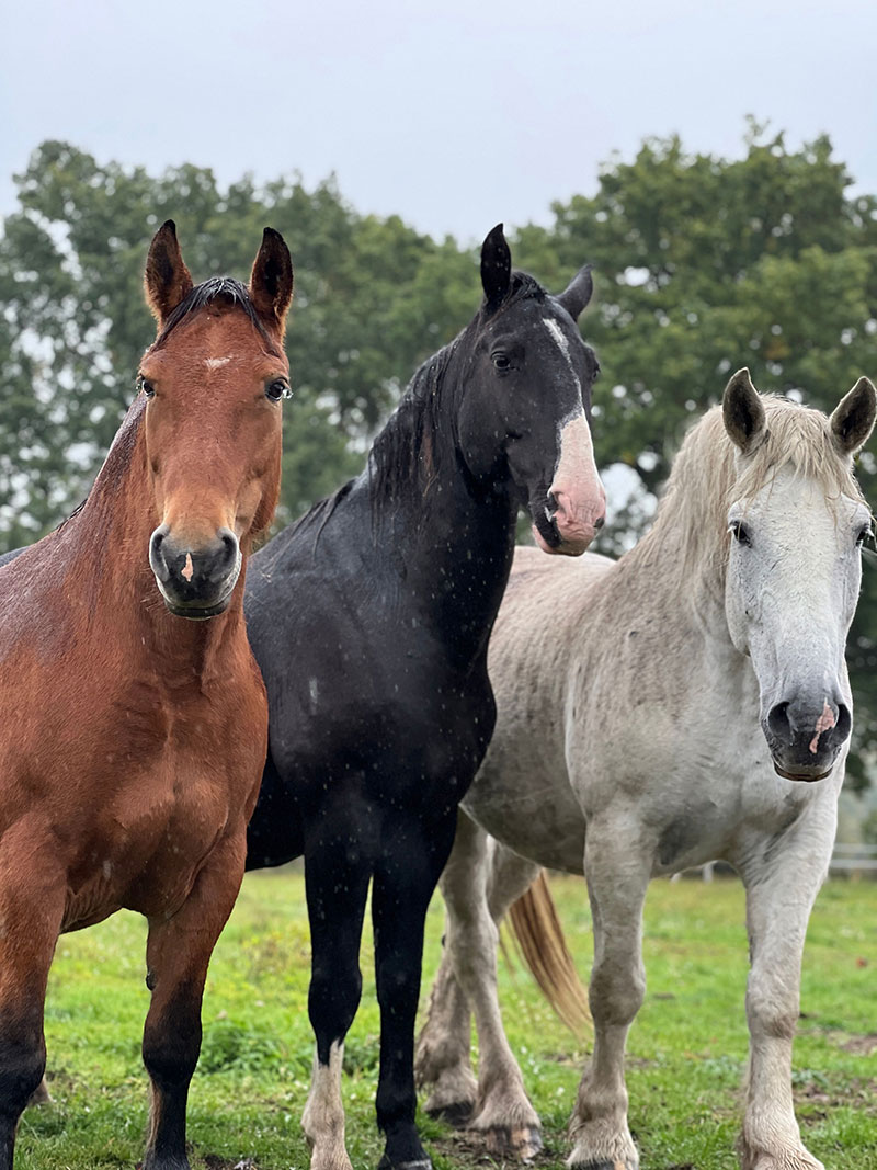 Centaurus-Galeria-43